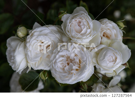 Top view of Delightful White Rosa Flowers 'All White Now' on Dark green leaf background. 127287564