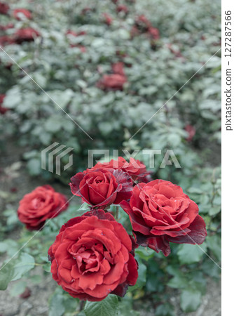 Delightful Red Rose Flowers 'Precious Time' on Green leaf background. Delightful Red Rose Flowers 'Precious Time' on Green leaf background. 127287566
