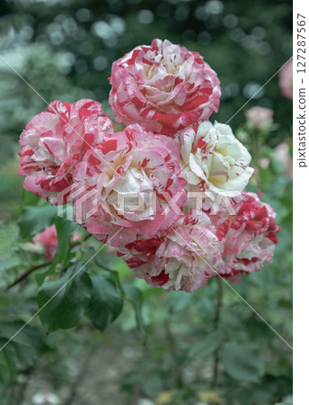Delightful flowers of the 'Rock & Roll' rose is a Hybrid Tea bush rose on Green leaves background. Delightful flowers of the 'Rock & Roll' rose is a Hybrid Tea bush rose on Green leaves background. 127287567