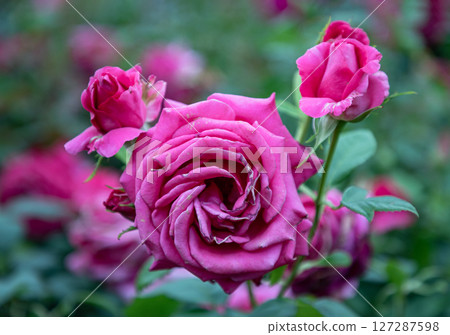 Beauty Rosa Flowers 'Charisma' on Dark green leaf background. Beauty Rosa Flowers 'Charisma' on Dark green leaf background. 127287598