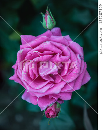 Pretty Rosa Flowers 'Charisma' on Dark green leaf background. 127287599