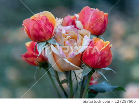 Beauty Rose Flowers 'Pride of Cheshire' or 'About Face' (WEKosupalz) on nature background. 127287600