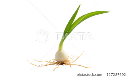 A rice seedling emerges with a delicate shoot at the pointed end of the grain, while a small white root stretches below, indicating the start of its growth journey. 127287692