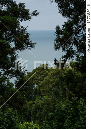 View of the Black Sea through the treetops framing 127288046