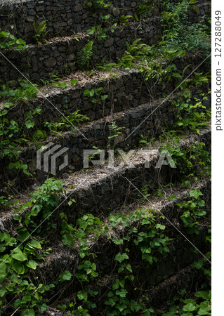 stone steps are covered with moss and vines 127288049
