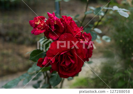 A red rose in the botanical garden in Georgia. Rose close-up 127288058