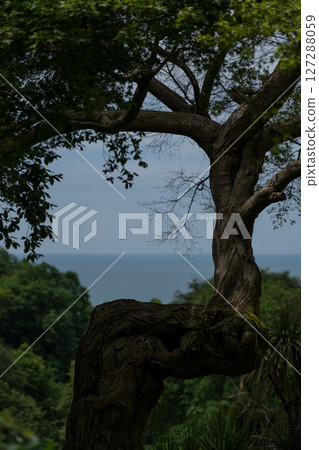 Framing. The sea through the tree. View of the Black Sea Botanical Garden Framing. The sea through the tree. View of the Black Sea Botanical Garden 127288059