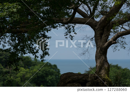 Framing. The sea through the tree. View of the Black Sea, Botanical Garden 127288060