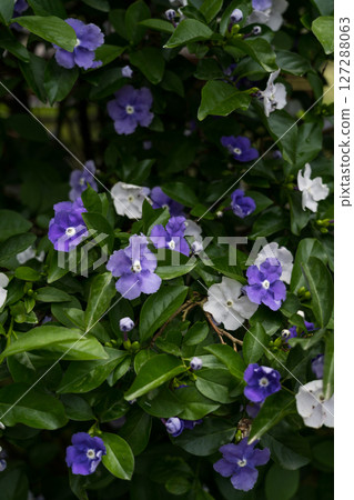 Brunfelsia at the Botanical Garden in Georgia Purple and white flowers Brunfelsia at the Botanical Garden in Georgia Purple and white flowers 127288063