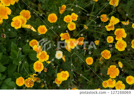 An exhibition at the Botanical Garden in Georgia. Yellow flowers background 127288069