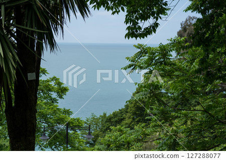 Sea view in the botanical garden Georgia, view through palm trees and trees 127288077