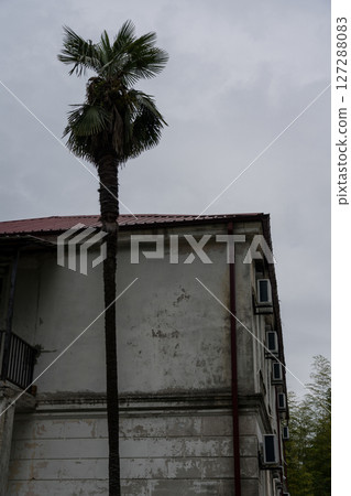 lonely palm tree against the background of an old building and an overcast sky lonely palm tree against the background of an old building and an overcast sky 127288083