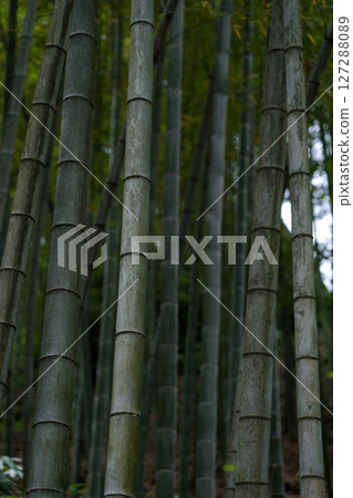 Bamboo stalks in the botanical garden in Georgia. Bamboo background 127288089