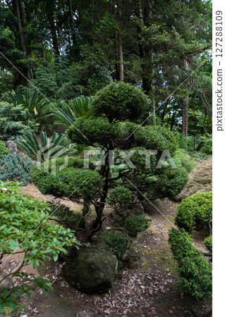 Japanese garden in the Botanical Garden of Georgia Asian plants. Shrubs 127288109