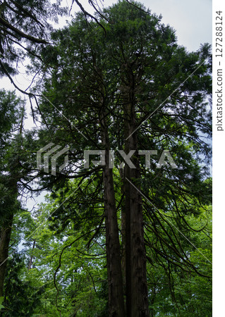 A tall fir tree in the Botanical Garden in Georgia A tall fir tree in the Botanical Garden in Georgia 127288124
