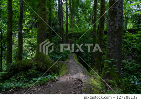 tree bridge in the botanical garden in Georgia. Horizontal tree tree bridge in the botanical garden in Georgia. Horizontal tree 127288132
