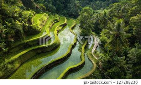 Lush Green Rice Terraces in Bali 127288230
