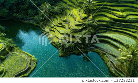 Aerial View of Lush Green Rice Terraces and Water 127288231