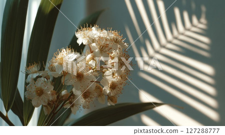 White Flowers and Leaf Shadows in Soft Sunlight 127288777