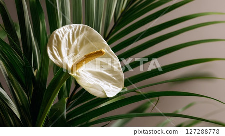 White Anthurium Flower with Green Palm Leaves White Anthurium Flower with Green Palm Leaves 127288778