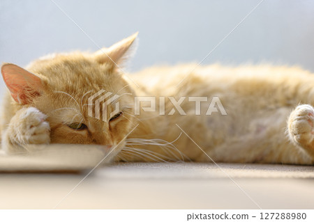 Brown tabby munchkin cat dozing off in the sunshine 127288980