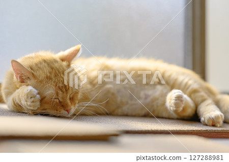 Brown tabby munchkin cat sleeping in the warm sunshine 127288981