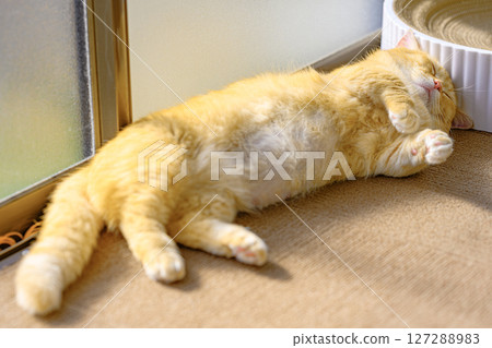 Munchkin cat sleeping peacefully in a belly-up position, sunbathing 127288983