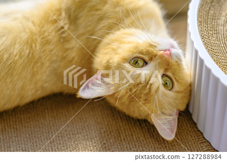 Brown tabby munchkin cat basking in the sun, looking up at you 127288984