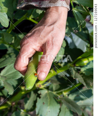 Farmer holding broad bean pod with ladybug. Agriculture. 127289043