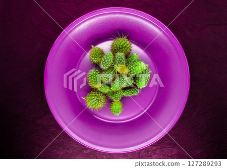Abstract. Pile of Small Cactus in Purple, Pink Plate on Burgundy Color Stone Background Surface 127289293