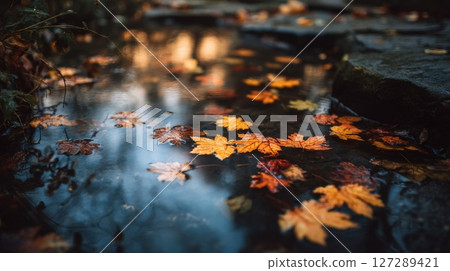 Autumn Leaves Floating on Dark Water Autumn Leaves Floating on Dark Water 127289421