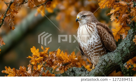 Brown and White Hawk Perched on Autumn Branch 127289451