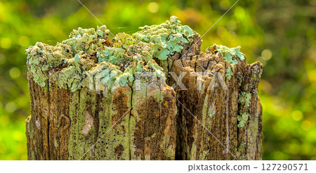 Erosiona Licen cover Erosiona Licen cover 127290571