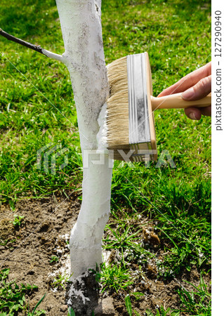 Whitening tree with white lime 127290940