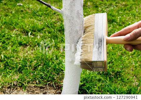 Whitening tree with white lime 127290941