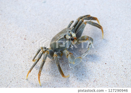 Crab on the Beach 127290946