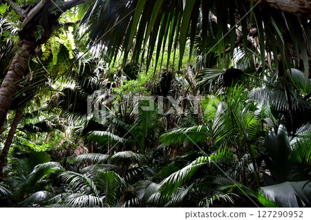 Dark Rainforest 127290952