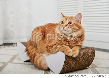 cat lying on the modern cardboard scratching post cat lying on the modern cardboard scratching post 127290974