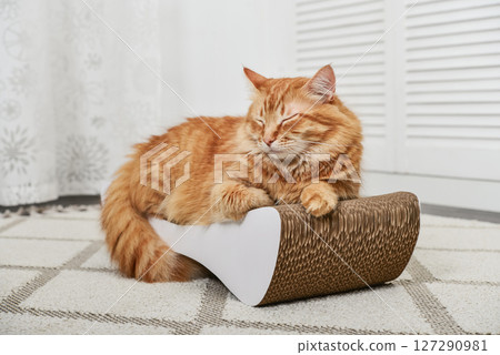 cat lying on the modern cardboard scratching post cat lying on the modern cardboard scratching post 127290981