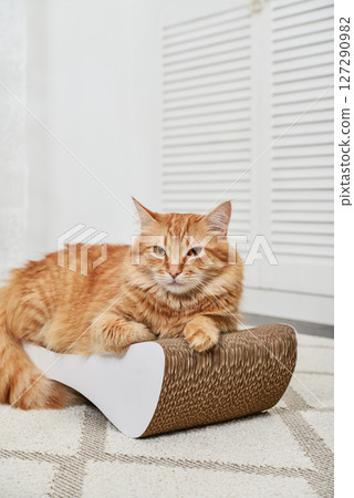 cat lying on the modern cardboard scratching post cat lying on the modern cardboard scratching post 127290982