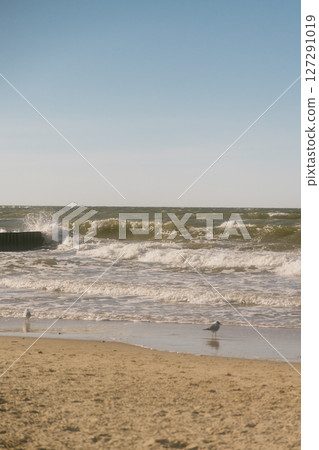 seagull stands on the shore. The sky is clear and the water is calm. the beauty of wildlife. 127291019