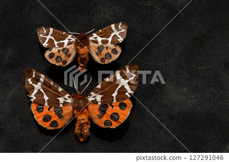 Two Very Old Garden Tiger Moths 127291046
