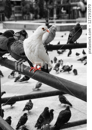 White pigeon among black pigeons 127291070