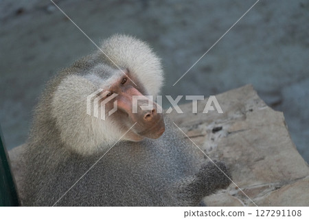 Baboon Zoo Animal Portrait Closeup 127291108