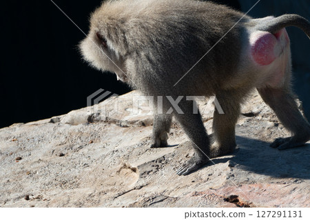 Baboon Zoo Animal Walking Rock Baboon Zoo Animal Walking Rock 127291131