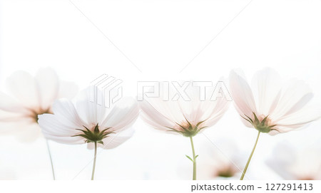 Pastel-colored cosmos flowers overlapping softly, ideal for poster, print, floral background Pastel-colored cosmos flowers overlapping softly, ideal for poster, print, floral background 127291413