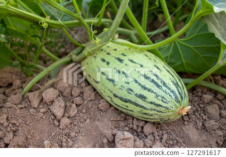 Unripe melon on a branch, unripe melon fruit growing in the garden 127291617