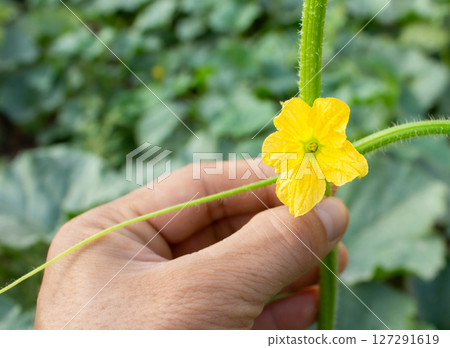 Farmer holds melon flowers and shows them to camera 127291619