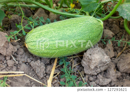 Unripe melon on a branch, unripe melon fruit growing in the garden Unripe melon on a branch, unripe melon fruit growing in the garden 127291621