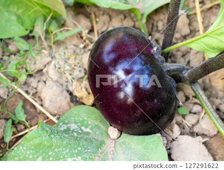 An eggplant hangs on a bush that grows in the garden. An eggplant hangs on a bush that grows in the garden. 127291622